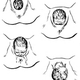 Illustration for article titled The Amazing Muscular Origami That Makes the Vagina So Stretchy